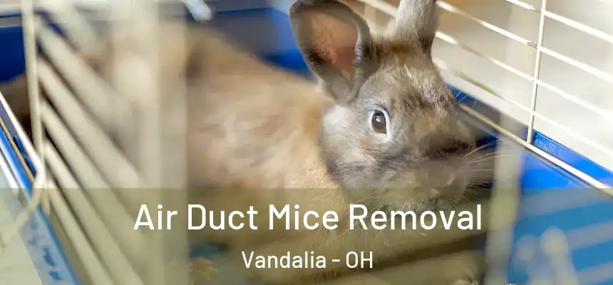  Air Duct Mice Removal Vandalia - OH